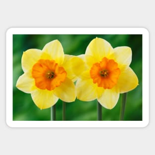 Narcissus  'Derringer'  Daffodil  Div. 7  Jonquilla Sticker